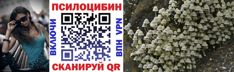 Купить  Гвардейск  Галлюциногенные грибы Psilocybine cubensis 